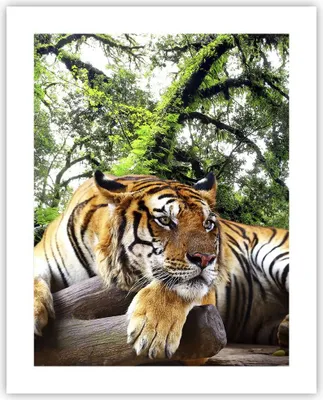 Produktbild von Poster - Poster ohne Rahmen - Tiger Dschungel Ruhe - 40x50 cm - Wand Bild - Wanddeko - Wandbilder - Kunstposter - Wandposter - Bilder - Kunstdruck - Wanddekoration - Wandbild - P2XPA40x50-4166