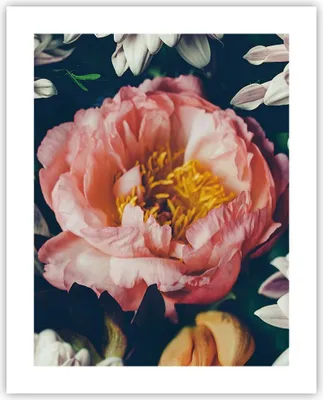 Produktbild von Poster - Poster ohne Rahmen - Blumen Pfingstrose Holzig - 40x50 cm - Wand Bild - Wanddeko - Wandbilder - Kunstposter - Wandposter - Bilder - Kunstdruck - Wanddekoration - Wandbild - P2XPA40x50-4661