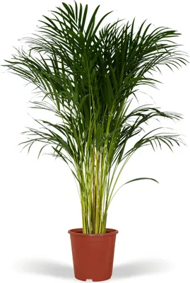 Immagine prodotto di Meergroothandel Dypsis Lutescens (Areca-Palme) - 120 cm, Ø24 cm