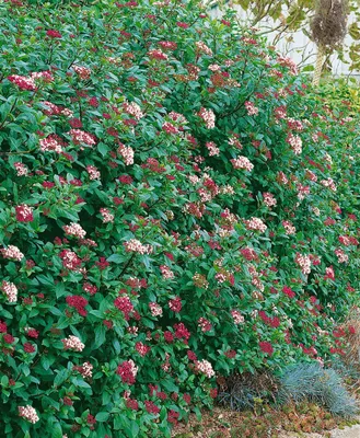Produktbild von Viburnum tinus 'Gwenllian', Lorbeer-Schneeball, weiß-rosa, 30–40 cm