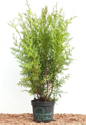 A potted Thuja occidentalis 'Brabant' plant against a white background, with some mulch at the base.