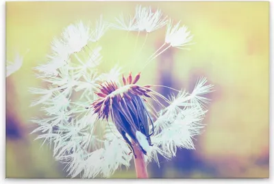 Produktbild von Leinwandbild Blumen Garten 60 x 90 cm - Wandbild Pusteblume Gelb Weiß - Keilrahmen Natur Wohnzimmerdeko Wanddeko Wandgemälde