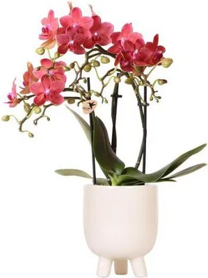 Obrázek produktu pro Orchidej Phalaenopsis „Red Congo“ v gumovém květináči z travertinové keramiky, průměr 9 cm, výška 40 cm