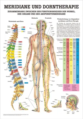 Produktbild von Meridiane u. Dorn Lehrtafel Anatomie 100x70 cm medizinische Lehrmittel