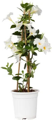 Zdjęcie produktu dla Mandewilla - Mandeville 'Rio White' - Wysokość 60-70cm - ⌀17cm