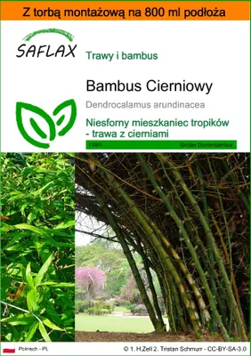 Zdjęcie produktu dla SAFLAX - Garden in the bag - Bambus Cierniowy - 50 Nasiona - Z podłożem uprawowym w praktycznej, samorozkładającej się torbie - Dendrocalamus arundinacea