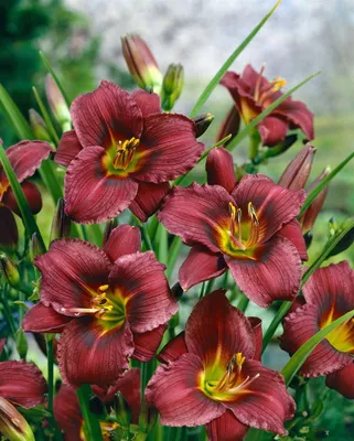 Produktbild von Hemerocallis x cult.'Little Grapette', Taglilie, violett, ca. 11x11 cm Topf