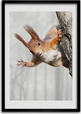Produktbild von Bild - Bilderrahmen - Foto - 70 cm x 100 cm - MDF - Rahmen - Wandkunst - Eichhörnchen auf dem Baum