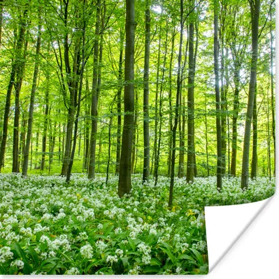 Produktbild von MuchoWow® Poster Wald - Bäume - Grün 30x30 cm - Wandposter - Printing