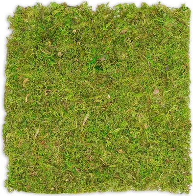 Produktbild von Moosplatte, Quadratisch, Größe ca. 38 x 38cm | Moosbild selber machen