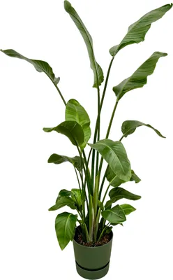 Obrázok produktu pre Trendyplants - Strelícia Nicolai vrátane elho Greenville Okrúhla zelená - 170 cm - Ø30cm