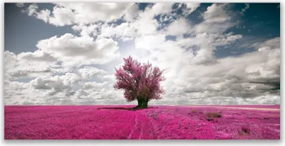 Produktbild von Tulup Leinwand-Bilder 120x60 Wandbild Canvas Kunstdruck Baum Feld Natur