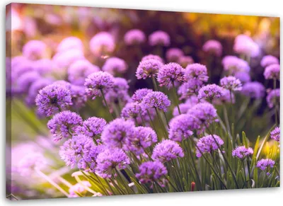 Produktbild von Leinwandbild lila garten 100x70 cm Feeby lila wandbild bereit zum aufhängen