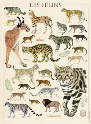 Image de Nathan Chats – Musée national d'histoire naturelle - 500 pièces