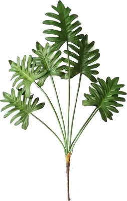 Produktbild von Kunstblume Monstera-Zweig Flora