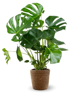 Productafbeelding van Monstera Deliciosa met Zeegras Mand - Kamerplant 80-90 cm
