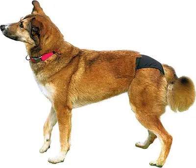 Produktbild von TRIXIE 23494, L, Hund, Elasthan, Polyester, Schwarz, Einfarbig, 50 cm