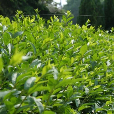 Produktbild von Wintergrüner Liguster Atrovirens 150-175 cm im Topf, 7x Heckenpflanze