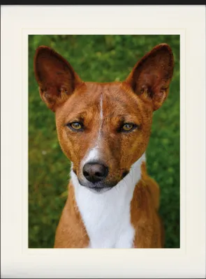 Produktbild von Hunde Gerahmtes Bild Mit Edlem Passepartout | Wand-Bilder | Im Bilderrahmen - Basenji, Kongo Terrier (80 x 60 cm)