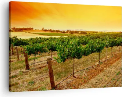 Produktbild von Bild auf Leinwand - Leinwandbild - Landschaft Weinberg Sonnenuntergang - 70x50cm - Wand Bild - Wanddeko - Leinwanddruck - Bilder - Kunstdruck - Leinwand bilder - Wandkunst - AA70x50-0116