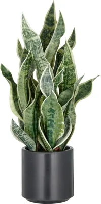 Produktbild von Kunstpflanze Sansevieria Green Honey H 66 cm