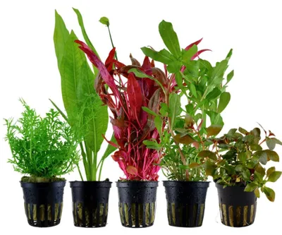 Produktbild von Pflanzen Set mit 5 Hintergrund Topf Aquarium Wasserpflanzen AquaOne Nr.142