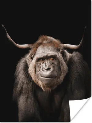 Produktbild von MuchoWow® Poster Affe - Schottischer Highlander - Hoorn 120x160 cm - Wandbilder