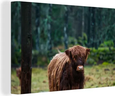 Produktbild von OneMillionCanvasses® - Leinwandbilder - 140x90 cm, Schottisches Hochlandrind - Wald - Moos, Wandbilder Wohnzimmer Hochland Rind - Tier Wanddekoration - Hochland Rind - Kuh - Gemälde auf Holzrahmen