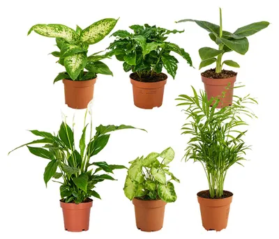 Produktbild von Grüne Zimmerpflanzen Set - Mit Bananenpflanze, Kaffeepflanze, Syngomium, Chamaedorea, Spathiphillium, Dieffenbachia - 25-45 cm Hoch - Topf 12 cm