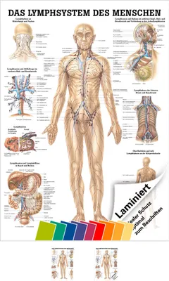 Produktbild von Lymphsystem Mini-Poster Anatomie 34x24 cm medizinische Lehrmittel