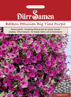 Produktbild von Balkonpetunie Big Time Purple | Balkonpetuniensamen von Dürr Samen