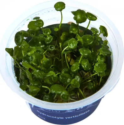 Produktbild von Hydrocotyle verticillata In-Vitro Cup algen- und schneckenfrei