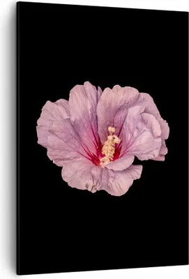 Produktbild von Bild auf Leinwand - Leinwandbild - Einteilig - Hibiskus Blume Rosa - 50x70cm - Wand Bild - Wanddeko - Wandbilder - Leinwanddruck - Wanddekoration - Leinwand bilder - Wandbild - PA50x70-4481