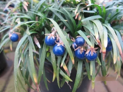 Produktbild von Ophiopogon japonicus Minor - zwergiger Schlangenbart