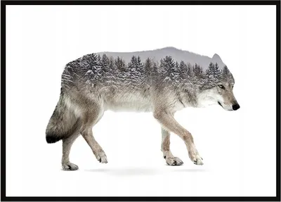 Productafbeelding van Afbeeldingposter in lijst, afmetingen 43x33 cm, model Wilk P1200