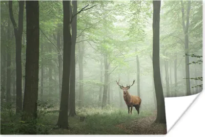 Produktbild von MuchoWow® Poster Hirsche - Wald - Bäume 120x80 cm - Bilder