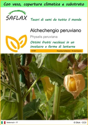 Immagine prodotto di SAFLAX Garden to go - Alchechengio peruviano - 100 semi - Physalis