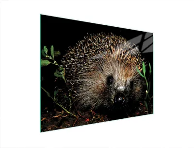 Productafbeelding van Glazen snijplank 40x30, ontwerp "Igel"