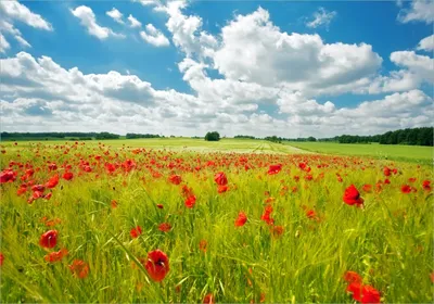 Produktbild von Wallario selbstklebendes Poster - Grüne Wiese mit Mohnblumen, Größe: 70 x 100 cm