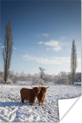 Produktbild von MuchoWow® Poster Schottisches Hochlandrind - Licht - Schnee 60x90 cm - Wanddekoration