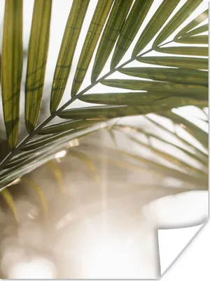 Produktbild von MuchoWow® Poster Palme - Palmenblatt - Sonne - Sommer 120x160 cm - Wandbilder