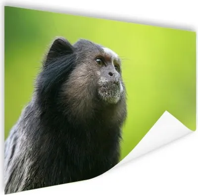 Produktbild von MuchoWow® Poster Tiere - Affe - Wild 120x80 cm - Bilder