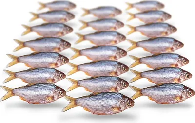 Produktbild von Prebaits Rotauge / Güster Mini