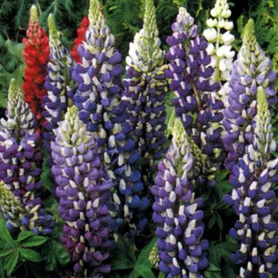 Image de 6 x Lupin  - Lupinus « The Governor »  | Pot 9 cm x 9 cm