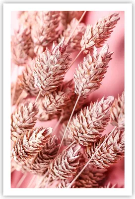Produktbild von Poster - Poster ohne Rahmen - Klinge Gras getrocknet - 61x91,5 cm - Wand Bild - Wanddeko - Wandbilder - Kunstposter - Wandposter - Bilder - Kunstdruck - Wanddekoration - Wandbild - P2XPA61x91-5120