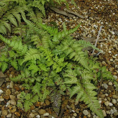 Obrázok produktu pre 6 x Regenbogenfarn Metallicum - Athyrium niponicum 'Metallicum' | Topf 9cm x 9cm