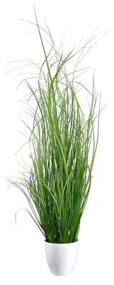 Produktbild von Kunstpflanze Gras, GRASBUSCH im weißen Topf. Ca 60 cm. TOPF WEISS.