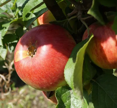 Produktbild von Apfelbaum `Prinz Albrecht von Preußen´ - 120-140cm im Topf