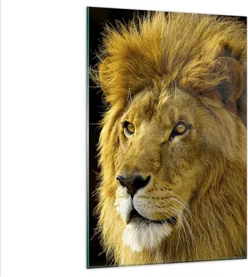 Produktbild von Bilder auf glas - Einteilig - Löwe Tiere Tierwelt - 80x120cm - Glasbilder - Wandbilder - Bilder - zum Aufhängen bereit - Wanddekoration aus Glas - Glas Bilder - Wandbild auf Glas - GPA80x120-1237