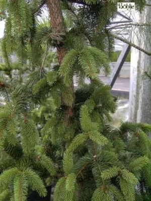 Produktbild von Picea abies Virgata Ariane - Schlangenfichte Ariane - 50-60